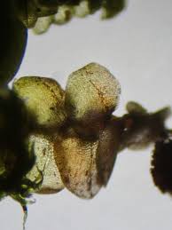 Attēlu rezultāti vaicājumam “Frullania tamarisci macro”