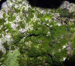 Attēlu rezultāti vaicājumam “Trichiaceae, Hemitrichiaceae, Arcyriaceae”