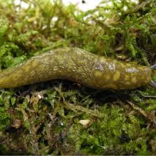 Attēlu rezultāti vaicājumam “Krynickillus melanocephalus”