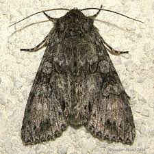 Attēlu rezultāti vaicājumam “Polia nebulosa”