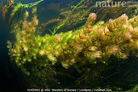 Attēlu rezultāti vaicājumam “Ceratophyllum submersum”