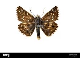 Attēlu rezultāti vaicājumam “Pyrgus alveus”