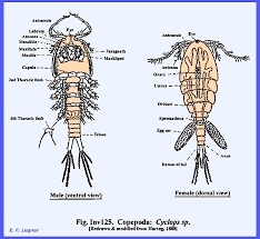 Attēlu rezultāti vaicājumam “Crustacea”