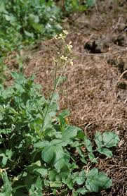 Attēlu rezultāti vaicājumam “Raphanus raphanistrum”