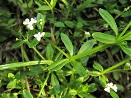 Attēlu rezultāti vaicājumam “Galium trifidum”