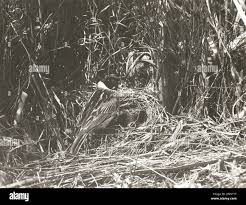 Attēlu rezultāti vaicājumam “Emberiza schoeniclus nest”