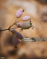 Attēlu rezultāti vaicājumam “Silene vulgaris bud”