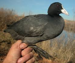 Attēlu rezultāti vaicājumam “Fulica atra adult”