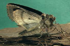 Attēlu rezultāti vaicājumam “Mniotype satura”