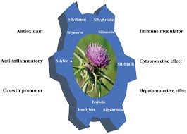Attēlu rezultāti vaicājumam “Silybum marianum”