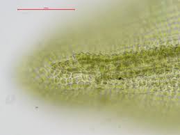 Attēlu rezultāti vaicājumam “Dichodontium pellucidum macro”
