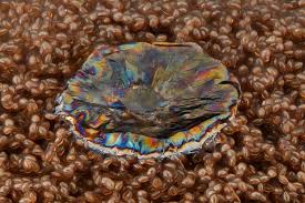 Attēlu rezultāti vaicājumam “Enerthenema papillatum”