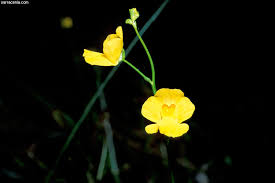 Attēlu rezultāti vaicājumam “Utricularia intermedia flower”