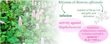 Attēlu rezultāti vaicājumam “Bistorta major fruit”