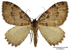 Attēlu rezultāti vaicājumam “Triphosa dubitata”