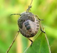 Attēlu rezultāti vaicājumam “Anacampsis blatariella”
