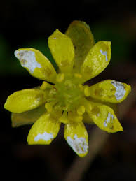 Attēlu rezultāti vaicājumam “Ranunculus sceleratus flower”