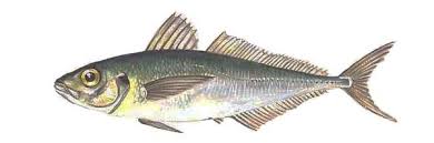 Image result for Trachurus mediterraneus