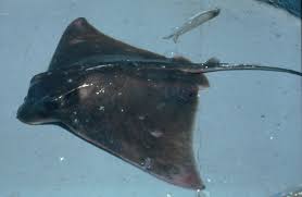 Image result for Myliobatis freminvillei