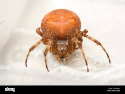 Attēlu rezultāti vaicājumam “Araneus diadematus”