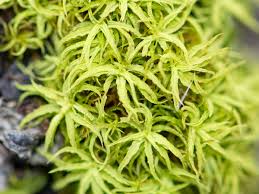 Attēlu rezultāti vaicājumam “Tortella tortuosa”