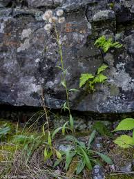Attēlu rezultāti vaicājumam “Erigeron acris flower”