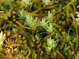 Attēlu rezultāti vaicājumam “Anastrophyllum minutum”