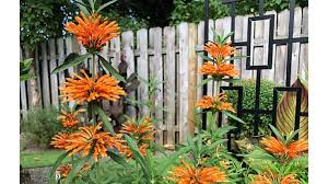 Attēlu rezultāti vaicājumam “Leonurus quinquelobatus flower”