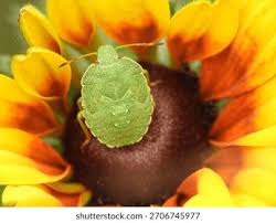 Attēlu rezultāti vaicājumam “Palomena prasina nymph”