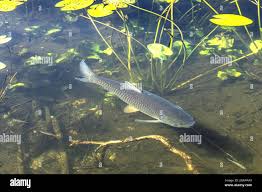 Image result for Ctenopharyngodon idella