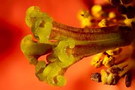 Attēlu rezultāti vaicājumam “Cydonia oblonga flower”