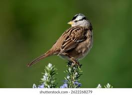 Image result for Zonotrichia leucophrys