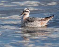 Attēlu rezultāti vaicājumam “Phalaropus fulicarius adult”