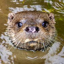 Attēlu rezultāti vaicājumam “Lutra lutra”