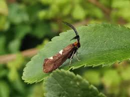 Attēlu rezultāti vaicājumam “Incurvariidae”