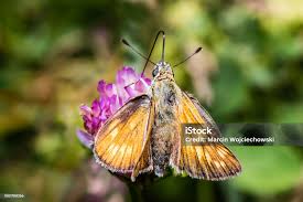 Attēlu rezultāti vaicājumam “Hesperiidae”