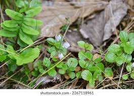Attēlu rezultāti vaicājumam “Linnaea borealis leaf”