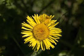 Attēlu rezultāti vaicājumam “Inula salicina flower”
