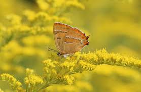 Attēlu rezultāti vaicājumam “Thecla betulae”