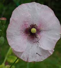 Attēlu rezultāti vaicājumam “Papaver rhoeas flower”