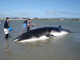 Image result for Balaenoptera bonaerensis