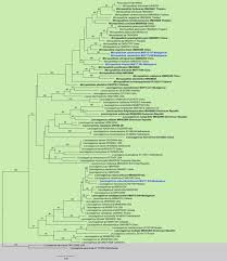 Attēlu rezultāti vaicājumam “Pistillaria sp.”