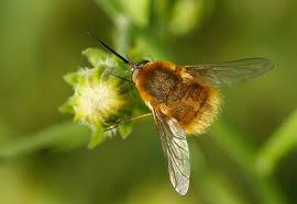 Attēlu rezultāti vaicājumam “Bombyliidae”