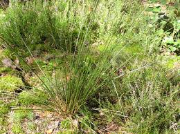 Attēlu rezultāti vaicājumam “Juncus conglomeratus”