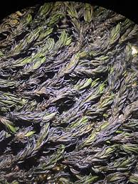 Attēlu rezultāti vaicājumam “Cinclidotus danubicus”