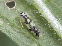 Attēlu rezultāti vaicājumam “Eupteryx vittata”