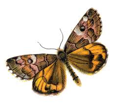 Attēlu rezultāti vaicājumam “Archiearis parthenias”