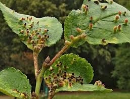 Attēlu rezultāti vaicājumam “Eriophyes padi”
