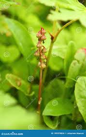 Attēlu rezultāti vaicājumam “Pyrola rotundifolia fruit”