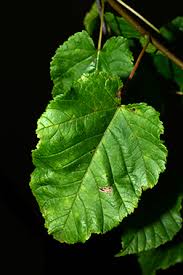 Attēlu rezultāti vaicājumam “Acer tataricum leaf”